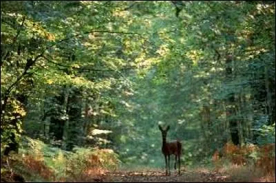 Gaston venait de trouver le métier de ses rêves. Il allait pouvoir travailler au grand air en restant au contact de la ________ !