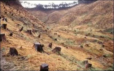 Dès son premier jour de travail, Gaston coupa douze arbres _________ !