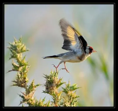 Quel oiseau s'envole sur cette image ?