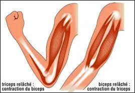 Nous contrôlons nos muscles lisses par la volonté.