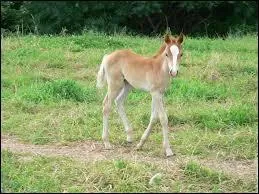 Combien de temps dure la gestation chez une jument ?