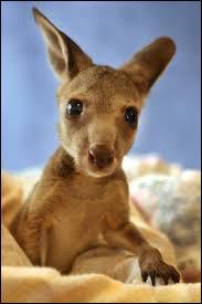 Combien de jours dure la gestation pour une femelle kangourou ?