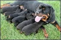 Combien de temps dure la gestation chez une chienne ?