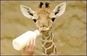 Combien de temps dure la gestation d'une femelle girafe ?