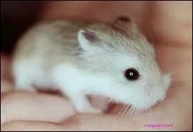Combien de temps dure la gestation chez la femelle hamster ?