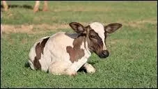 Combien de temps dure la gestation chez la vache ?