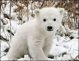 Combien de temps dure la gestation chez l'ourse ?