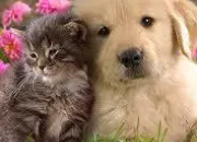 Quiz Chien et Chat