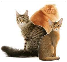 Les chats de race sont plus fragile que les chats de gouttière ?