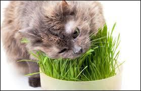 L'herbe à chat est indispensable ?