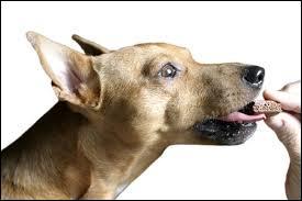 Le sucre rend les chiens aveugles ?