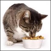 Le chat est un gourmet difficile ?