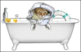 Il faut laver son chat ?