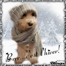 En hiver, un chien doit sortir couvert ?