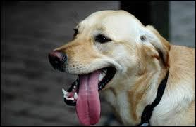 Un chien qui halète a besoin de boire ?