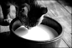 Les chats ont besoin de boire du lait ?
