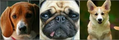 De quelle race de chien la reine est-elle fan ?