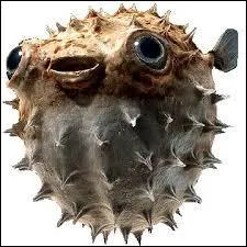 Ce poisson est très répandu dans la cuisine japonaise. Cependant, de par sa toxicité, il doit être découpé et préparé d'une manière précise afin d'être consommable. Il s'agit du :