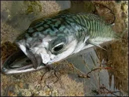 Outre le fait d'être une espèce parmi les poissons, le maquereau peut aussi désigner dans le langage argotique :