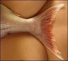 Sur la route, que fait-on lorsque l'on effectue une "queue de poisson" ?