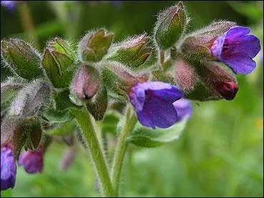 Histoire. Paysan riche de Russie, de la fin du XIXe siècle et du début du XXe siècle.