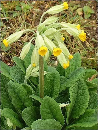 Marine. Bateau rond tressé comme un panier et couvert de bitume, naviguant sur le Tigre :