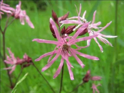 Petit creuset utilisé dans les laboratoires :