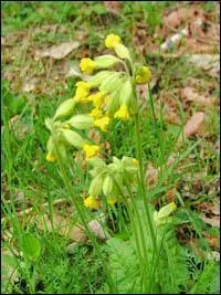 Billet qui atteste que l'on s'est acquitté d'un droit :