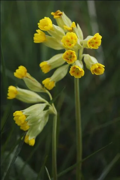 Petite cour commune à plusieurs habitations du nord de la France :