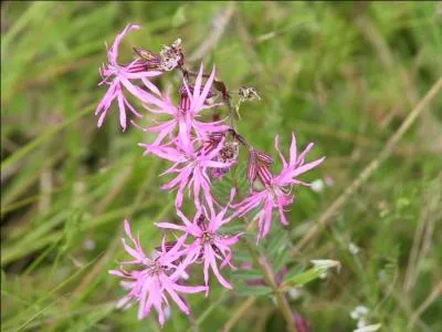 Instrument tranchant composé d'un manche et d'une ou plusieurs lames :