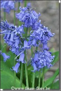 Unité de quantité d'électricité :