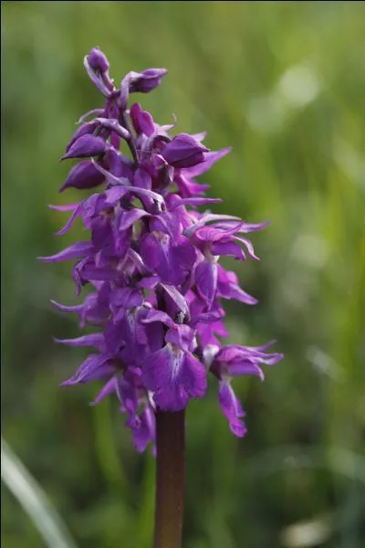 Anatomie. Partie du membre supérieur située à la jonction du bras et de l'avant-bras :