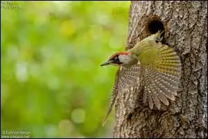 En quoi Circé transforma-t-elle le beau roi d'Ausonie, Picus, fidèle à sa femme ?