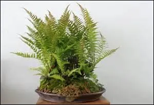 Tout est en harmonie chez vous, bien sûr. Qu'avez-vous devant votre fenêtre qui vous protège des mauvais sorts et entretient votre renommée ?