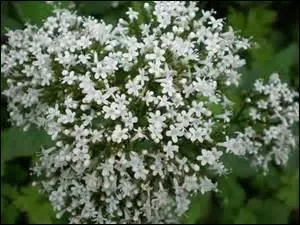 Quand il convient d'augmenter la capacité à la patience, rien ne sera mieux que l'absorption de cette poudre. Quelle est sa base ?