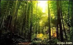 Dans quel pays se trouve la forêt de bambou de Hei Zhu Gou ?