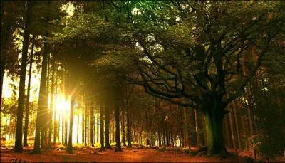 Quand on évoque cette forêt française, on pense tout de suite au druide Merlin. Comment s'appelle cette forêt ?
