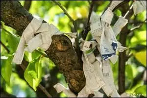 Quel nom porte cette pratique de divination utilisant des bandes de papier tirées au sort ?