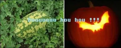 Selon une croyance des Balkans, qu'est-ce qui a le pouvoir de se transformer en vampire en dehors des êtres humains ?