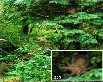 Quel est cet animal du Nord-Ouest Pacifique, en danger d'extinction, capable de vivre dans les arbres alors que son milieu naturel est marin ?