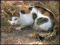 Ce chat est tricolore...