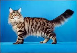 Ce beau chat à poil long a une belle robe tabby marbré. Vrai ou faux.