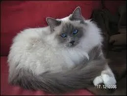 Ce beau chat est blue point.
