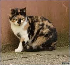 Généralement, les chats tricolores sont des femelles. Si un chat tricolore est un mâle, alors il sera :