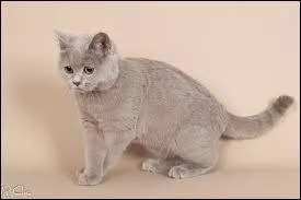 Ce chat a une robe fleurie car il est de couleur lilas.