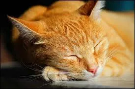 Quelle est la robe de ce chat dormant ?