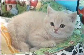Ce chaton est...