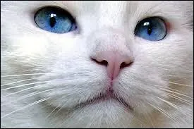 Les chats blancs aux yeux bleus sont souvent...