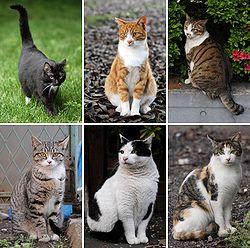 Quiz Felins