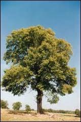 Comment s'appelle cet arbre ?